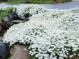 These beautiful full sun perennials come in a range of bright colours, some with a modern bicolour palette, and make excellent plants for decorative containers, window boxes or fresh arrangements. Tahoe Candytuft Iberis Sun Loving Perennial Evergreen Groundcover White Blooms Spring Plants Ground Cover Plants Ground Cover