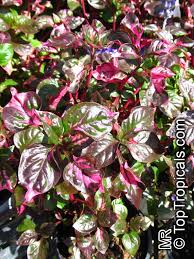 Check out our joseph coat plant selection for the very best in unique or custom, handmade pieces from our shops. Alternanthera Ficoidea Calico Plant Joseph S Coat Joyweed Toptropicals Com
