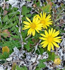 Image result for Arctotheca