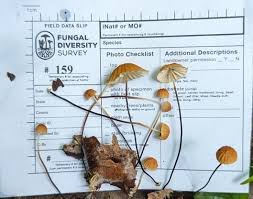 Image result for Marasmius siccus