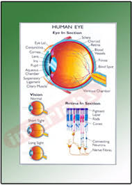 Human Eye Educational Charts Manufacturer Exporters From