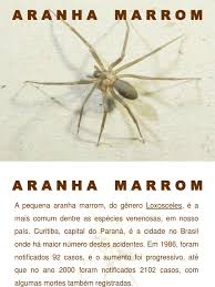 Tome muito cuidado ao calçar os sapatos e roupas. Aranha Marrom Aranha Especialidades Medicas