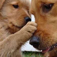 Wenn du am morgen erwachst, denke darüber nach, welch' meine erste gute tat an diesem morgen ist mein bestes lachels nur für dich, um dir den start in den tag zu verschönern. Guten Morgen Hunde Katzen Fellnasen Facebook
