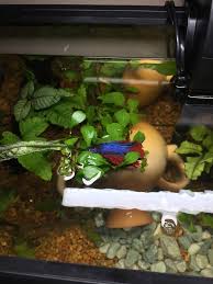 My betta now very rarely seems to swim to the top, in fact i have just seen him swim to the top for the first time (that i've seen) in a couple of days. My Betta Spends His Entire Day Like This Laying On Top Of The Root Tree With Half His Body Above Water Should I Be Worried Bettafish