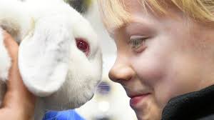 Im Tempel der Kaninchenzucht