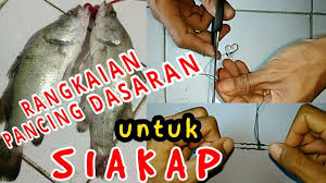 More images for rangkaian pancing muara » Tutorial Cara Membuat Rangkaian Pancing Dasaran Kakap Umpan Udang Hidup Youtube