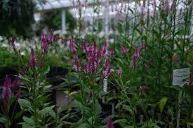 Image result for Celosia nervosa