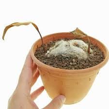 Image result for Eriospermum mackenii