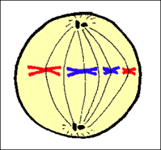 Maybe you would like to learn more about one of these? Mitosis Flashcards Quizlet