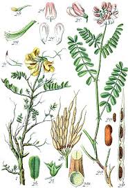 Image result for Antopetitia abyssinica
