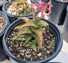 Image result for Aloe arborescens × inyangensis