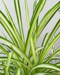 Image result for Chlorophytum pauper