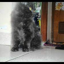 Kucing rumah lucu lincah murah persia medium warna hitam. Terjual Kucing Persia Medium Hitam Female Umur 4 5bln Kaskus
