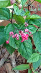 Image result for Clerodendrum umbellatum