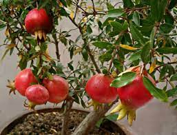 How To Grow Pomegranate Tree In Pot Best Tasting Tropical Fruit Potted Trees Growing Fruit Growing Vegetables