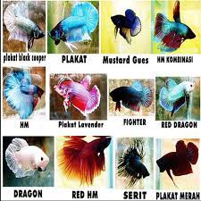 Oleh karena itu kami mendaftar jenis jenis ikan nila atau disebut strain ikan nila yang banyak kemudian di datangkan lagi tahun 1997, nila gift generasi ke 6. Ikan Cupang Hias Fur Android Apk Herunterladen