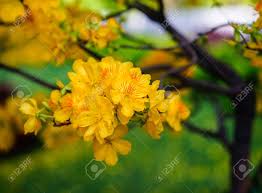 Check spelling or type a new query. Ochna Integerrima Tree And Flowers At Spring Time In Southern Stock Photo Picture And Royalty Free Image Image 84680613