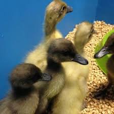 Feed weak ducklings duck egg yolk. How To Care For Baby Ducks Creative Homemaking