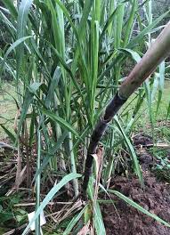 Check spelling or type a new query. Sugar Cane Grows Fast In Humid Florida