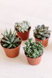 We did not find results for: What S Wrong With My Succulent Collective Gen