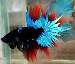 Over Halfmoon Black Avatar Red Wash Betta Fish Betta Fish