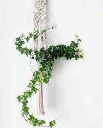 Creeping fig is an ideal indoor vine plant to decorate any empty wall in your house. Indoor Climbing And Trailing Plants That Are Easy To Care For My Tasteful Space