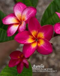 Pin On Frangipani
