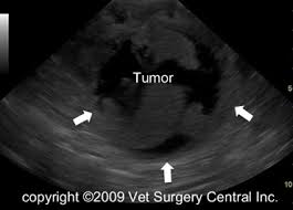 Based on their location and/or size, tumors can block these same clinical signs are often seen with other types of urinary tract disease, so diagnostic tests are necessary to reach a definitive diagnosis. Animal Surgical Center Of Michigan Veterinarian In Flint Mi
