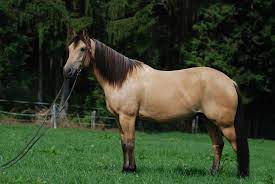The quarter horse of america is often described as the nation's true wonder horse. Datei Quarter Horse Buckskin Jpg Wikipedia