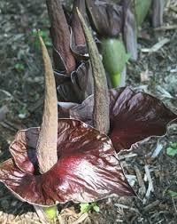 Pin On Gardening