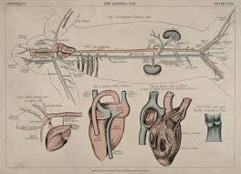 Some vessels have been designated for the honors students only. Omnia Blood Vessels