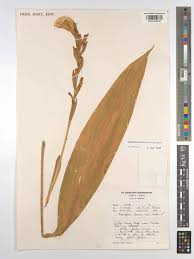 Image result for Siphonochilus kilimanensis