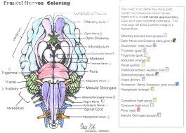 As far as im concern its white. Cranial Nerves Coloring Answer Key