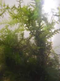 Image result for Rotala fontinalis