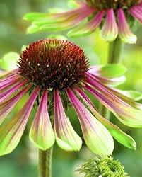 Echinacea Green Twister Echinacea Hardy Perennials Green