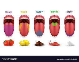 Human Tongue Basic Taste Areas Smack Map In Mouth