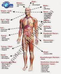 Telinga manusia terdiri dari tiga bagian, yaitu telinga luar (outer ear), telinga tengah (middle ear) struktur telinga ini terbentuk dari auricula (daun telinga) dan kanal pendengaran eksternal (liang. Image Result For Gambar Anatomi Tubuh Manusia Lengkap Tubuh Manusia Bagian Tubuh Manusia