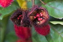 Image result for Bixaceae