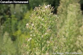 Image result for Conyza