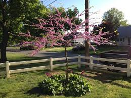 5 Superbes Petits Arbres Pour Petit Jardin En 2020 Arbres Pour Petit Jardin Petit Arbre Arbre De Judee