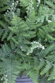 Image result for Cheilanthes similis
