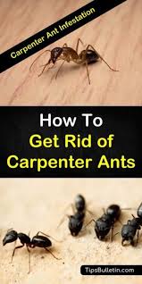 7 Ingenious Ways To Get Rid Of Carpenter Ants Kill Carpenter Ants Ant Infestation Carpenter Ant