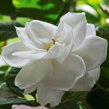 Image result for Gardenia resinifera
