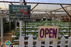 Yz Agro Farm Cameron Highlands These powerful agro farm ltd are certified and diverse. yz agro farm cameron highlands