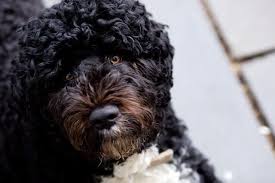 We did not find results for: 34 Best Black Dog Breeds Small Medium Big Black Dogs