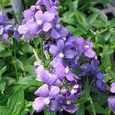 Image result for Nemesia fruticans