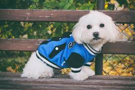 How To Measure Dog Clothing Measure The Dog From Neck To Tail In Inches If Your Dog S Measurement Is 22 Inches Dog Breeds Maltese Dog Breed Dogs