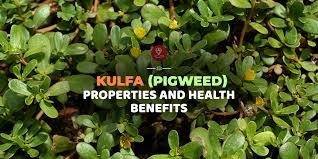 How purslane is effective for various diseases is listed in repertory format. Kulfa Pigweed Lonika Properties And Health Benefits 7pranayama Com