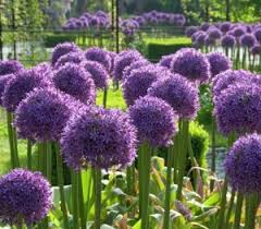 Giant allium flowers bulbs are planted in the fall and bloom in late spring or early summer. Zierlauch Im Garten Pflanzen Lemo Gartendesign