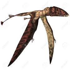 Check spelling or type a new query. Dimorphodon In Flight Dimorphodon War Ein Fleischfressendes Pterosaur Die In England Wahrend Der Jurazeit Gelebt Lizenzfreie Fotos Bilder Und Stock Fotografie Image 46402724